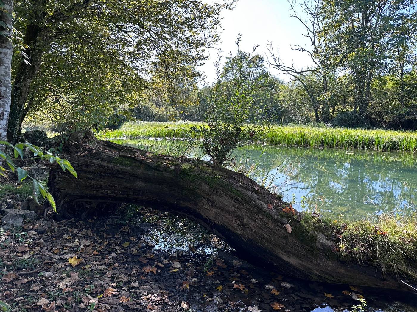Prirodno jezerce i stari panj uz obalu na imanju Artemis